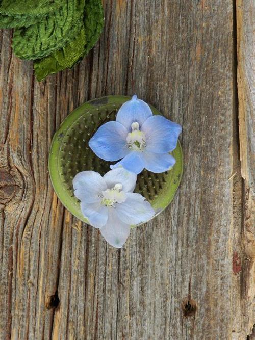 BELLADONNA LIGHT BLUE DELPHINIUM